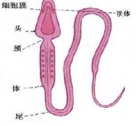 精子结构示意图