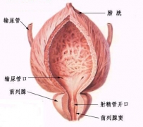 男性内生殖器剖面图解析