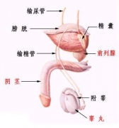 男性生殖器官全图