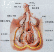 阴茎的结构图